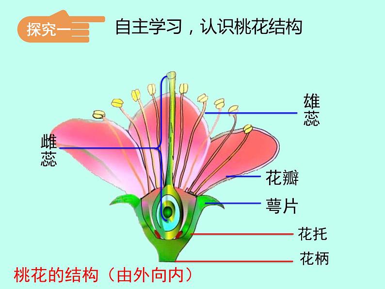 冀教版八年级下册生物  6.1.1被子植物的生殖  课件05