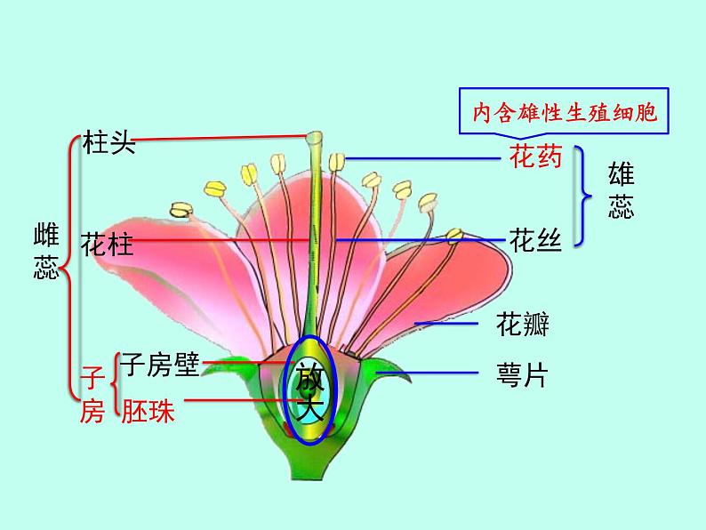 冀教版八年级下册生物  6.1.1被子植物的生殖  课件06