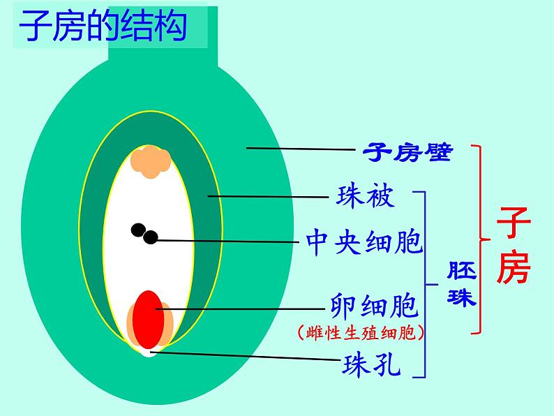 冀教版八年级下册生物  6.1.1被子植物的生殖  课件07