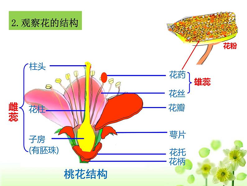 冀教版八年级下册生物  6.1.1被子植物的生殖 课件08