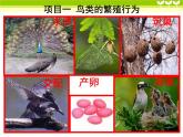 冀教版八年级下册生物  6.1.2动物的生殖和发育  课件