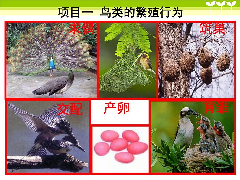 冀教版八年级下册生物  6.1.2动物的生殖和发育  课件03