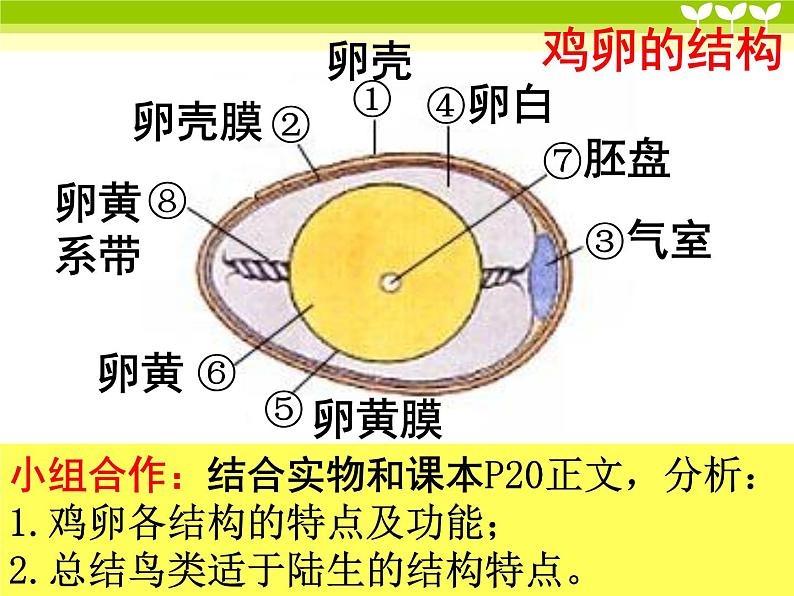 冀教版八年级下册生物  6.1.2动物的生殖和发育  课件08