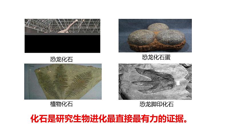 冀教版八年级下册生物  6.3.2生物的进化 课件04