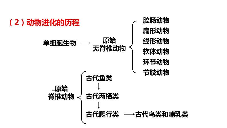 冀教版八年级下册生物  6.3.2生物的进化 课件08