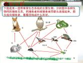 冀教版八年级下册生物  7.2.2食物链和食物网 课件