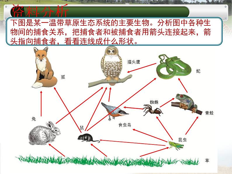 冀教版八年级下册生物  7.2.2食物链和食物网 课件第5页