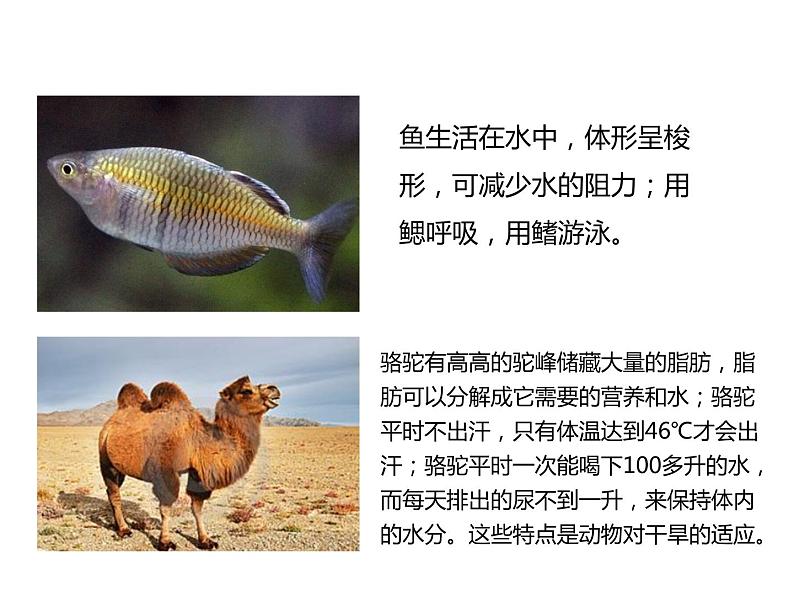 冀教版八年级下册生物  7.1.2生物对环境的适应和影响 课件05