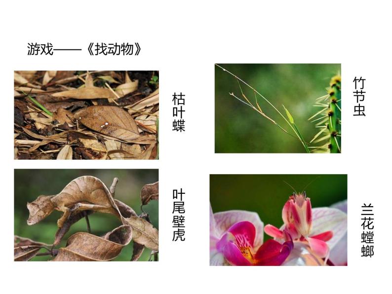 冀教版八年级下册生物  7.1.2生物对环境的适应和影响 课件08