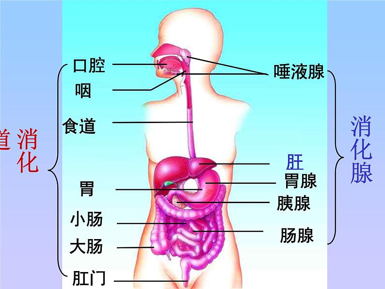 苏教版七年级下册生物 9.2人体的消化与吸收 课件05