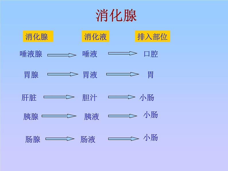 苏教版七年级下册生物 9.2人体的消化与吸收 课件07