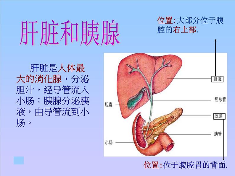 苏教版七年级下册生物 9.2人体的消化与吸收 课件08