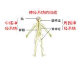 苏教版七年级下册生物 12.2人体的神经调节 课件