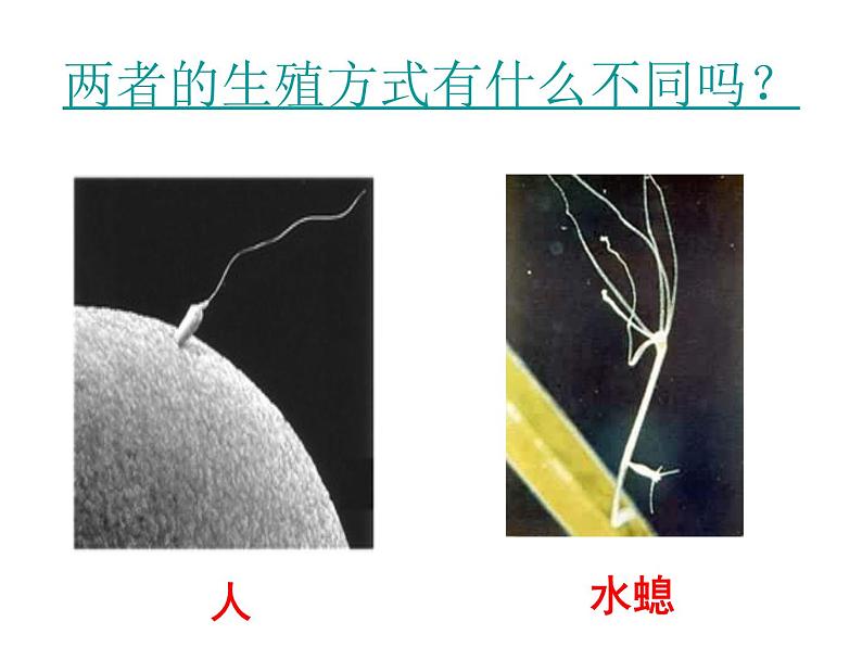 苏教版八年级下册生物 21.1生物的无性生殖 课件03