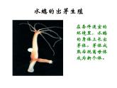 苏教版八年级下册生物 21.1生物的无性生殖 课件