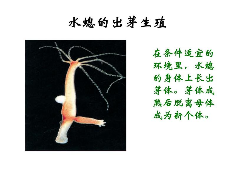 苏教版八年级下册生物 21.1生物的无性生殖 课件04