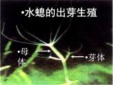 苏教版八年级下册生物 21.1生物的无性生殖 课件