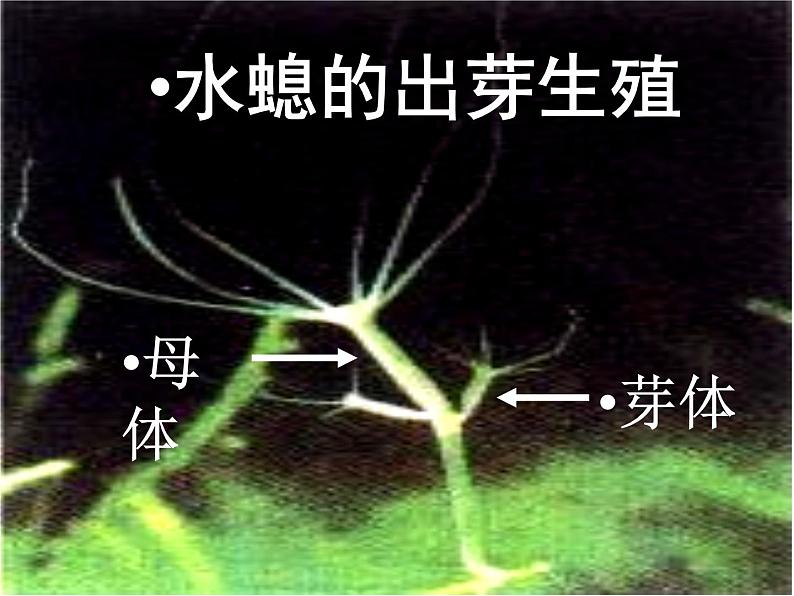 苏教版八年级下册生物 21.1生物的无性生殖 课件05