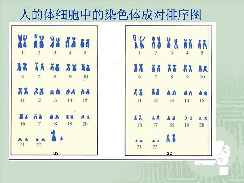 苏教版八年级下册生物 22.3人的性别决定 课件06