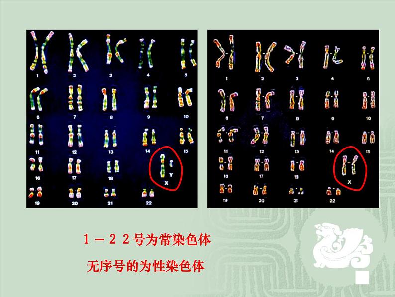 苏教版八年级下册生物 22.3人的性别决定 课件07