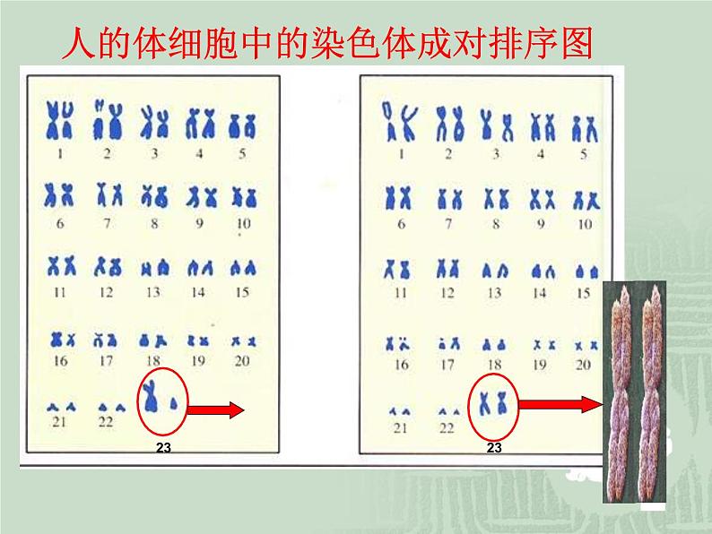 苏教版八年级下册生物 22.3人的性别决定 课件08