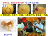 苏教版八年级下册生物 21.5鸟类的生殖与发育 课件