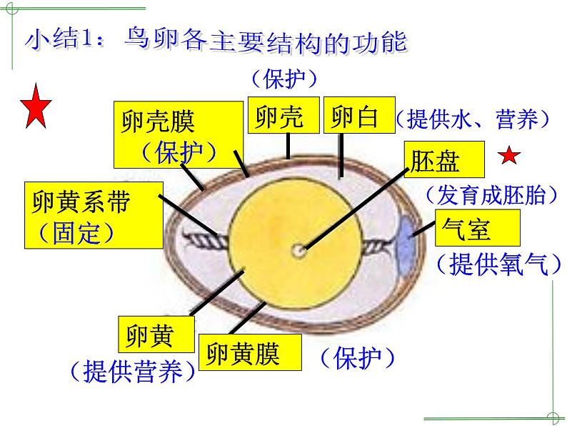 苏教版八年级下册生物 21.5鸟类的生殖与发育 课件06