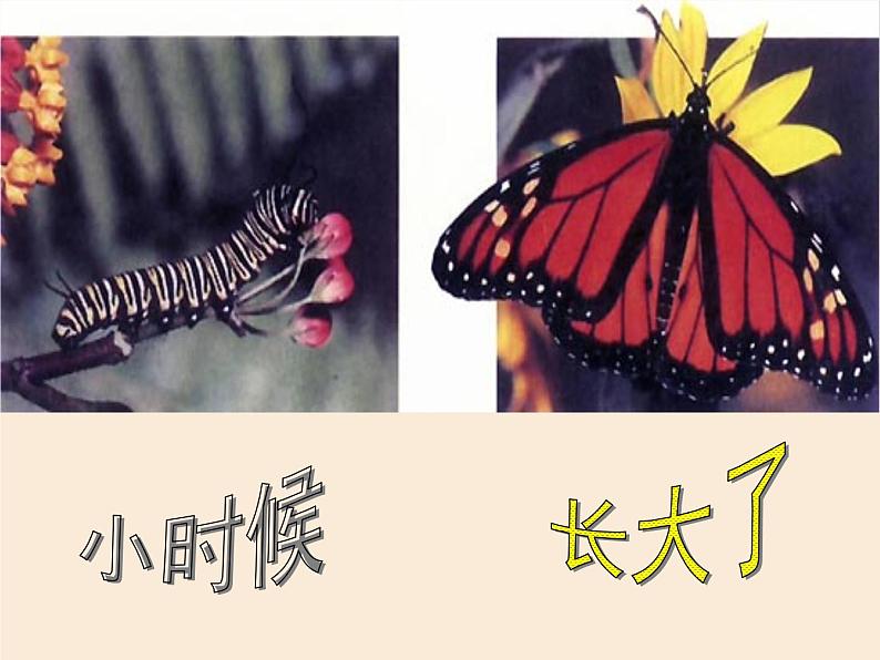 苏教版八年级下册生物 21.3昆虫的生殖与发育 课件03