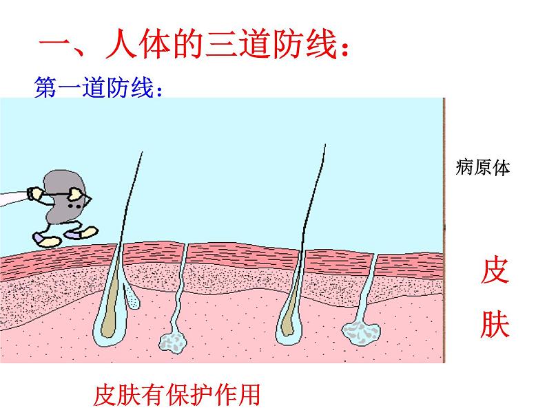 苏教版八年级下册生物 25.3免疫 课件05