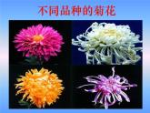 苏教版八年级下册生物 22.5生物的变异  课件
