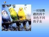 苏教版八年级下册生物 22.5生物的变异  课件