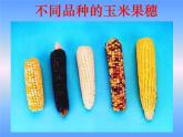 苏教版八年级下册生物 22.5生物的变异  课件