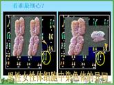 苏教版八年级下册生物 22.3人的性别决定  课件