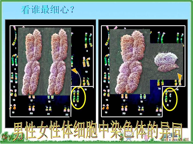 苏教版八年级下册生物 22.3人的性别决定  课件04