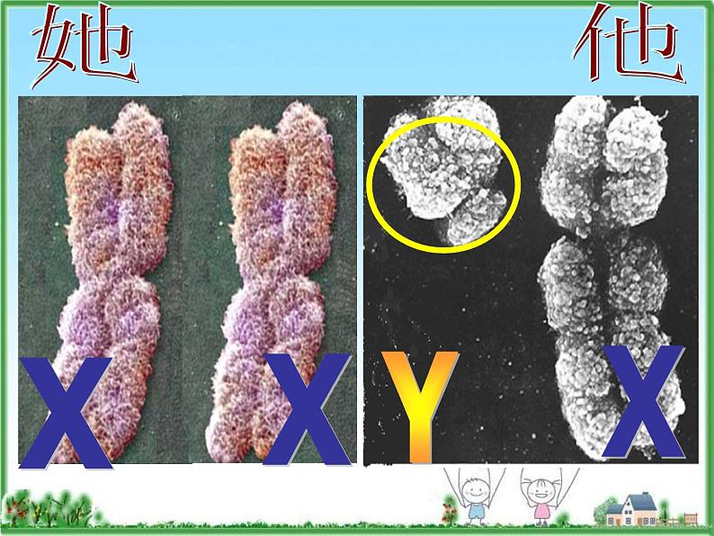 苏教版八年级下册生物 22.3人的性别决定  课件05