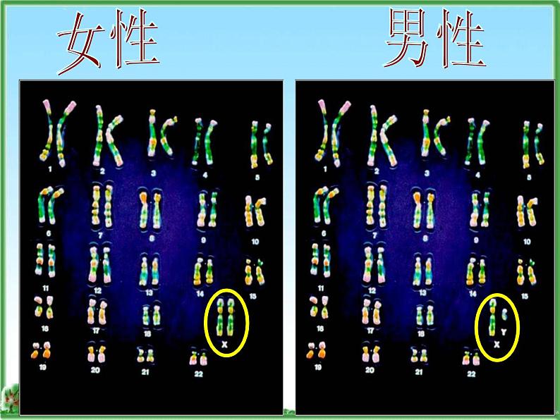 苏教版八年级下册生物 22.3人的性别决定  课件06