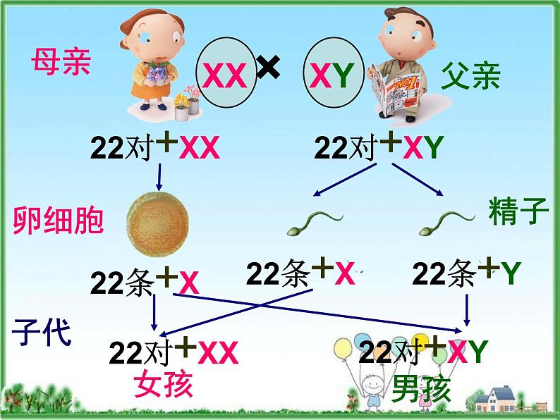 苏教版八年级下册生物 22.3人的性别决定  课件07