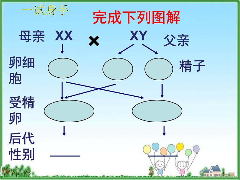 苏教版八年级下册生物 22.3人的性别决定  课件08