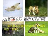 苏教版八年级下册生物 22.5生物的变异 课件