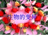 苏教版八年级下册生物 22.5生物的变异 课件