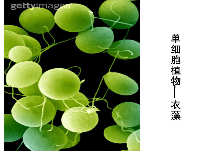 苏教版八年级下册生物 22.5生物的变异 课件07