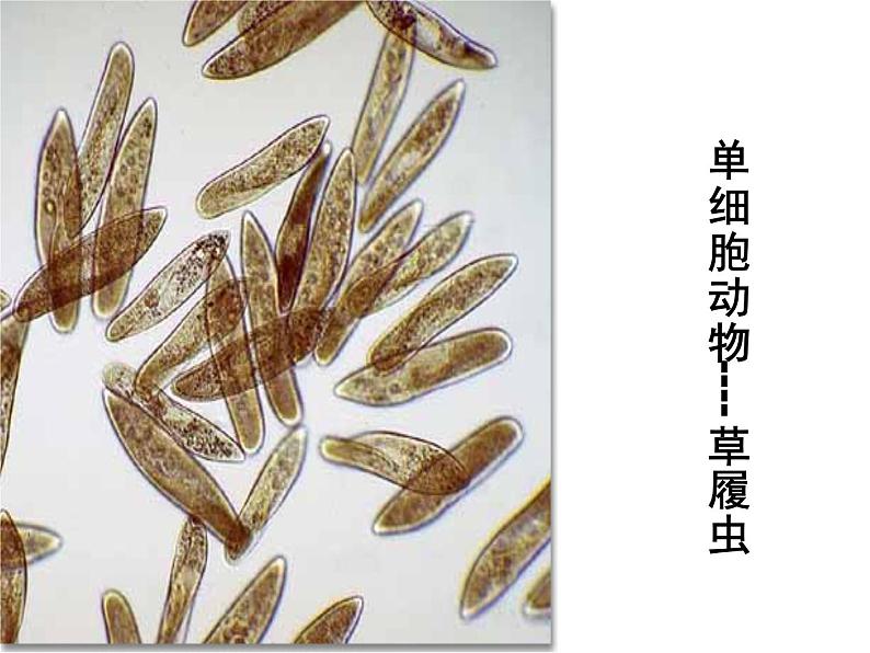 苏教版八年级下册生物 22.5生物的变异 课件08