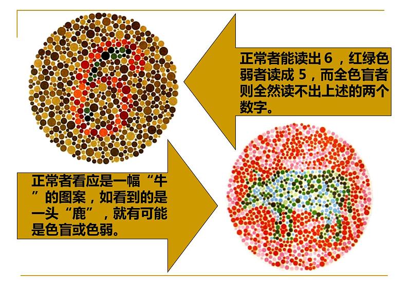 苏教版八年级下册生物 22.4遗传病和优生优育  课件07