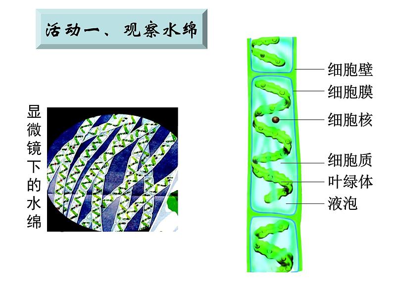 苏科版七年级下册生物 10.2水中的藻类植物 课件06