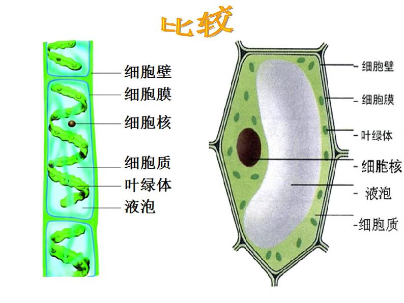 苏科版七年级下册生物 10.2水中的藻类植物 课件07