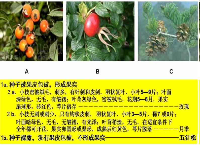 苏科版七年级下册生物 14.2生物检索表 课件07