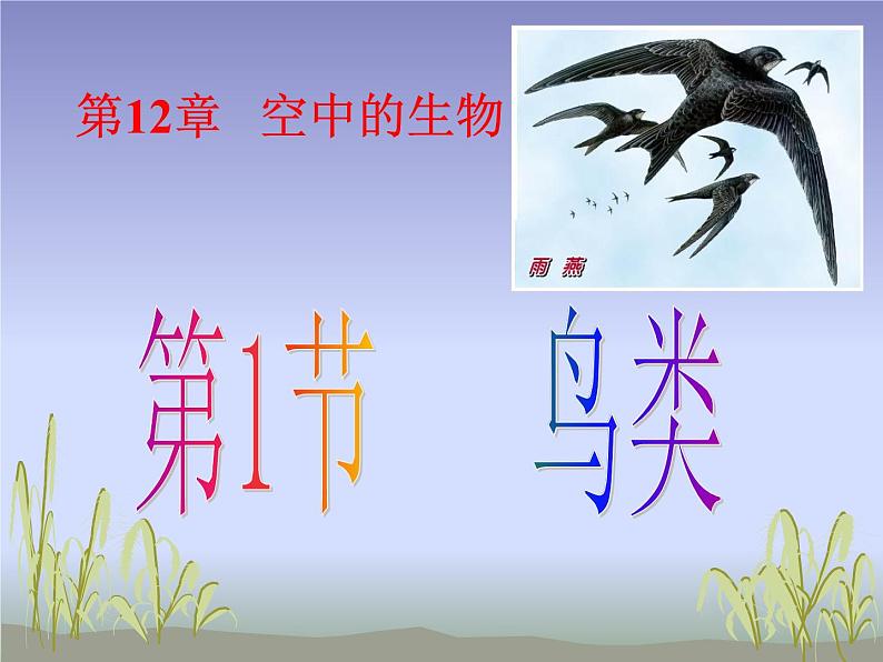 苏科版七年级下册生物 12.1鸟类 课件第1页