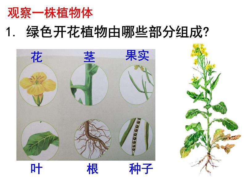 苏科版七年级下册生物 9.1植物体的组成 课件第2页