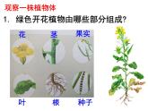 苏科版七年级下册生物 9.1植物体的组成 课件