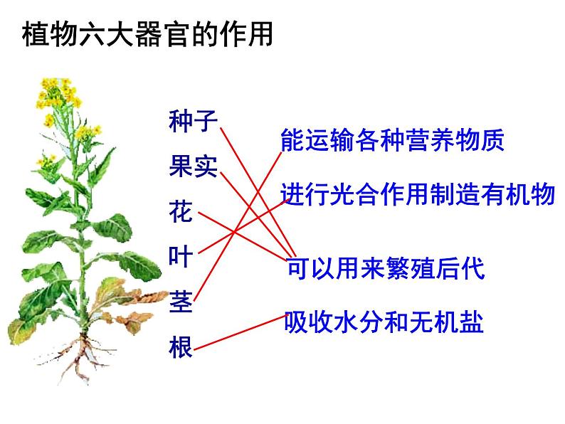 苏科版七年级下册生物 9.1植物体的组成 课件第4页